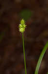 Oval-leaf sedge